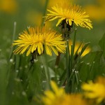 Dandelion