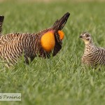 Prairie Chickens – Part 2