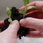 Transplanting Vegetable Plants