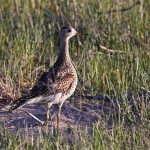 Sandhills Wildlife