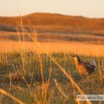 The Nebraska Sandhills