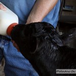 Feeding A Bottle Calf 