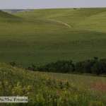 The Konza Prairie