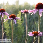 Wildflowers of the Prairie