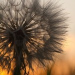 Goat’s Beard