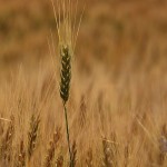 Ripening Wheat