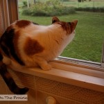 Kitty In The Window