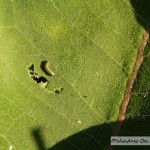 Monarch Monday – Week 2