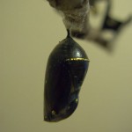 Monarch Butterfly Update