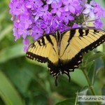 Eastern Tiger Swallowtail