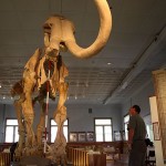 Clash of the Mammoths