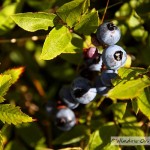 Maine – Day 1