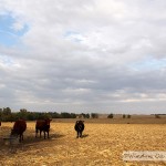 Cattle Out On Cornstalks