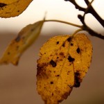 Fall Leaves