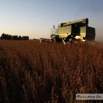 Soybean Harvest – Video Two