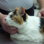 Kitty’s Visit To The Vet