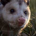 Opossum In Our Yard