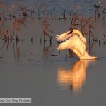 Fall Migration