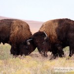 Bison Herd In The Fall