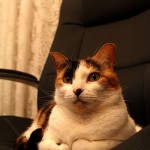Kitty and the Office Chairs