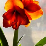 Red Amaryllis