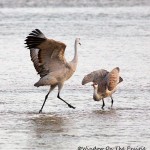 Sandhill Crane Migration
