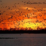 Flying Geese at Sunset