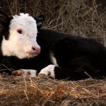Video Of Cutest Calf Ever
