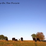 Cattle Therapy