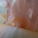Pink Iris