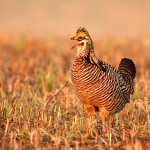 Greater Prairie Chicken Display