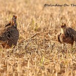 Prairie Chicken Battle