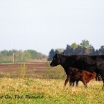 Out In The Pasture