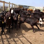 Spring Cattle Move
