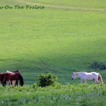 BLM Mustangs