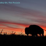 Summer Bison