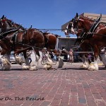 Clydesdales On Parade
