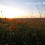 Sunrise On The Prairie
