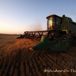 Wheat Harvest Video
