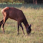 Elk Video – Boxley Valley