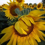 Grinter’s Sunflower Farm