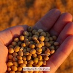 Soybean Harvest 2012