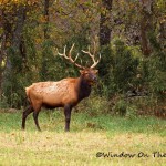 Elk In Boxley Valley Arkansas – Fall 2012