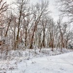 Pedee Creek and the Snowy Woods