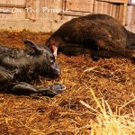 A Very Painful Calf Birth – Part 1