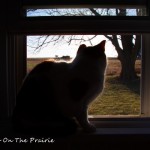 Kitty’s Window On The World
