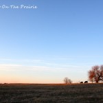 Early April With The Herd