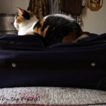 Kitty And The Suitcase