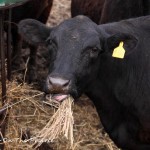 A New Haybale