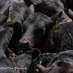 Spring Cattle Move – Part 2